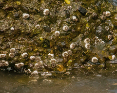 Semibalanus cariosus