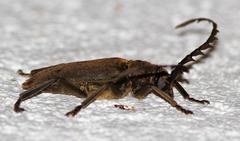 Prosphilus serraticornis