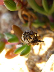 Malephora thunbergii