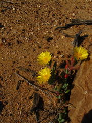 Malephora thunbergii