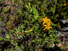 Lasiosiphon deserticola