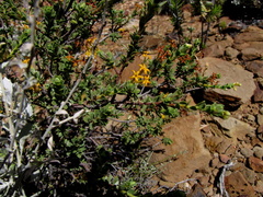 Lasiosiphon deserticola