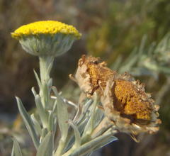 Schistostephium umbellatum