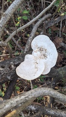 Trametes elegans