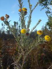 Schistostephium umbellatum