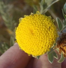 Schistostephium umbellatum