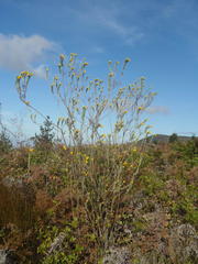 Schistostephium umbellatum