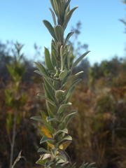 Schistostephium umbellatum