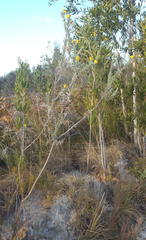 Schistostephium umbellatum