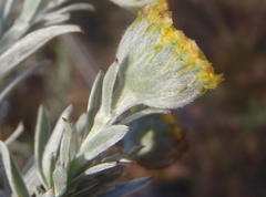 Schistostephium umbellatum