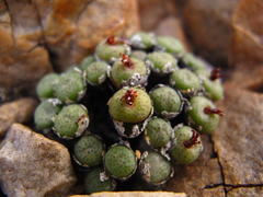 Conophytum truncatum