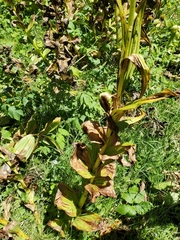 Melanthieae