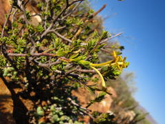 Lasiosiphon deserticola