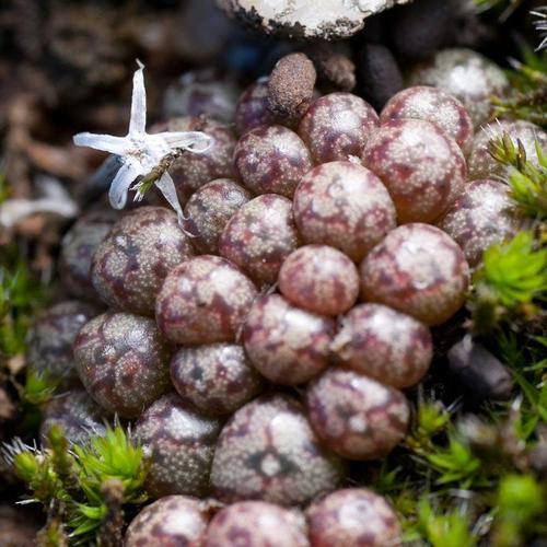 Conophytum minusculum