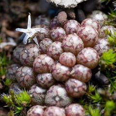 Conophytum minusculum