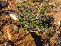 Lasiosiphon deserticola