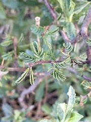 Mimosa australis