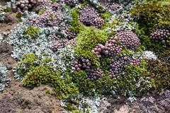 Conophytum minusculum