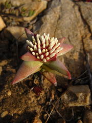 Crassula congesta