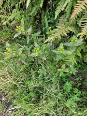 Hypericum foliosum