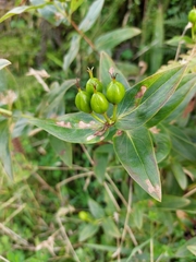 Hypericum foliosum