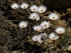 Helichrysum lancifolium