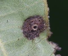 Phylloxera caryaeglobuli