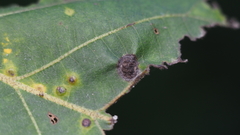 Phylloxera caryaeglobuli