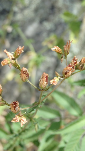 Image of Hypericum undulatum by (c) Paulo Galvão, some rights reserved (CC BY)