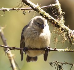 Camarhynchus parvulus