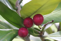Elingamita johnsonii