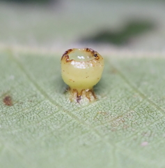 Caryomyia flaticrustum