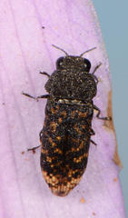 Acmaeodera ruficaudis