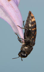 Acmaeodera ruficaudis