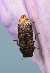 Acmaeodera ruficaudis