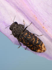 Acmaeodera ruficaudis