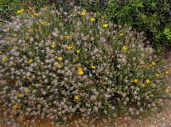 Gorteria integrifolia
