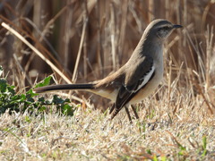 Mimus triurus