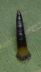 Caryomyia subulata