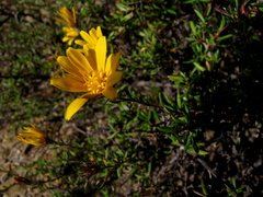 Gorteria integrifolia