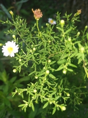 Symphyotrichum