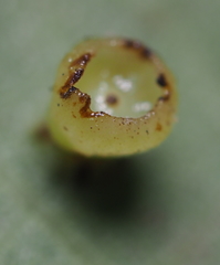 Caryomyia flaticrustum