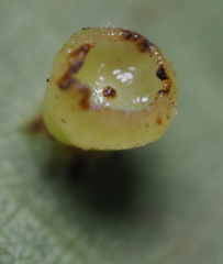 Caryomyia flaticrustum