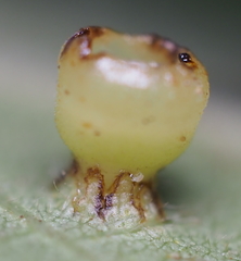 Caryomyia flaticrustum