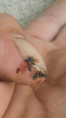 Pterochloroides persicae