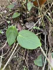 Peperomia distachyos