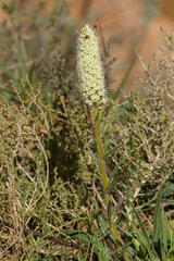 Echiostachys incanus