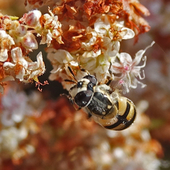 Copestylum marginatum