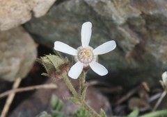 Horkelia hispidula