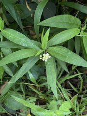 Asclepias nivea